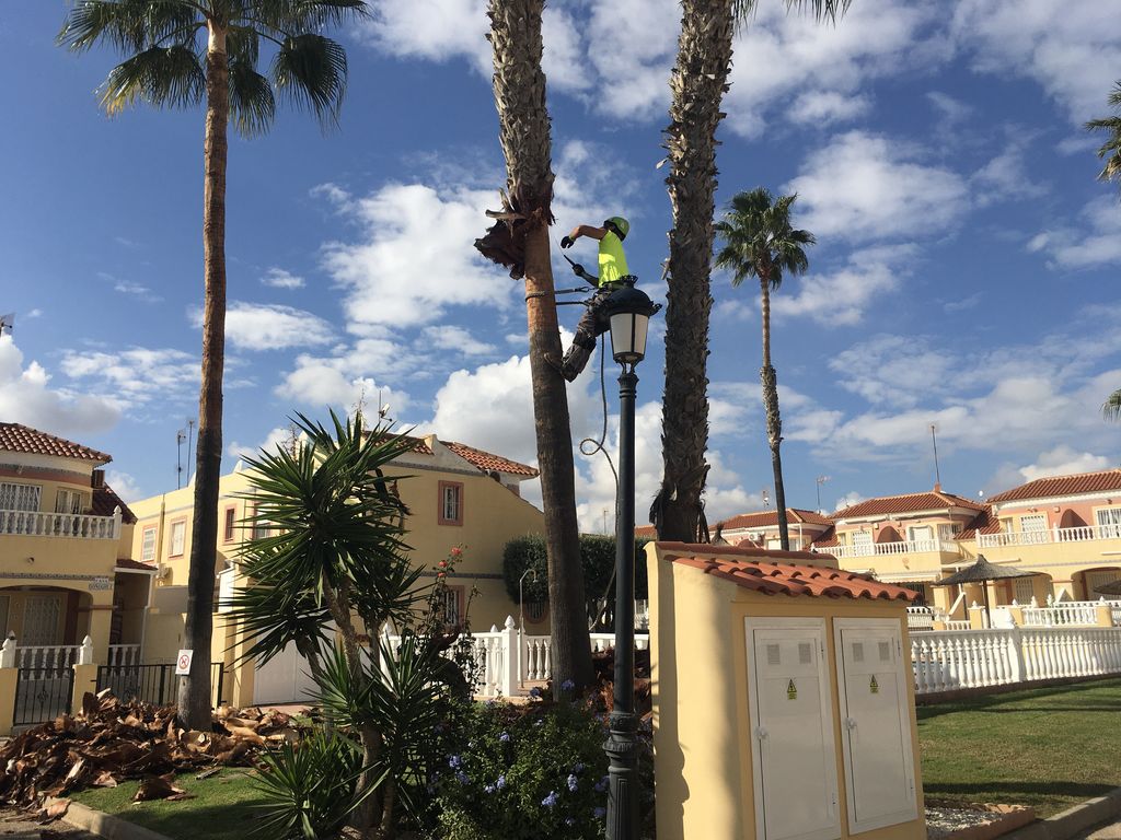 2024-11-palm-cutting.jpeg